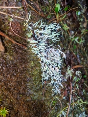 Pilophorus acicularis