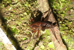 Ecuaneduba aequatorialis