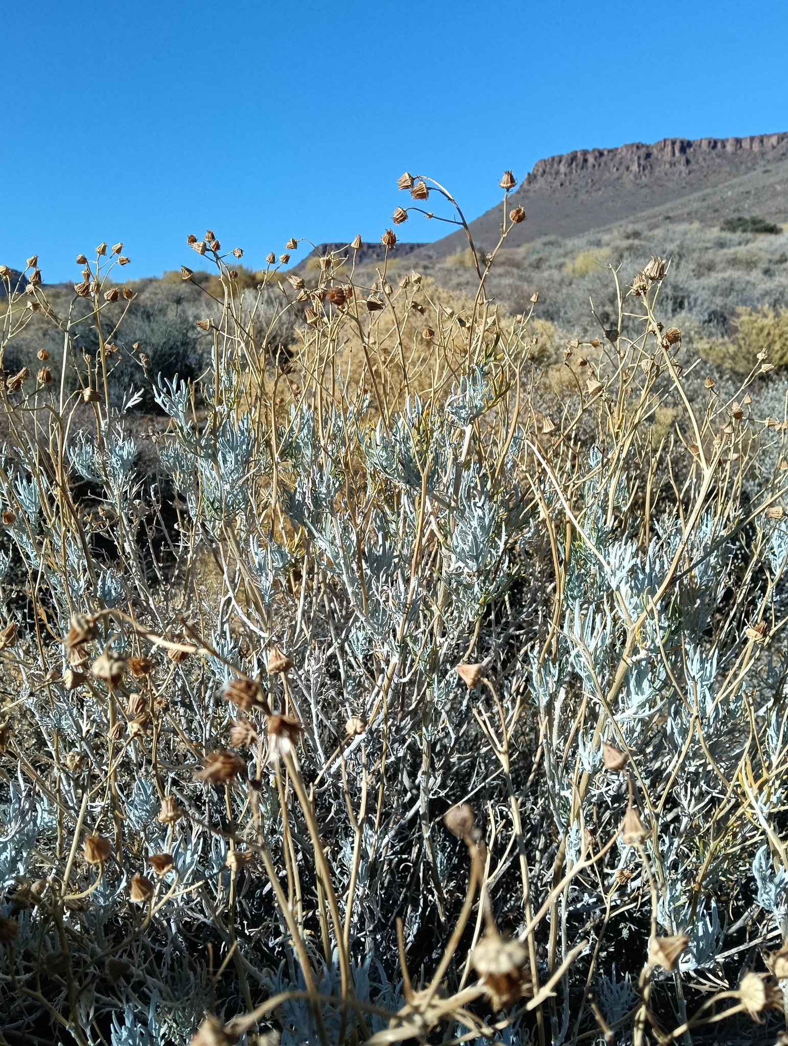 Dusty miller