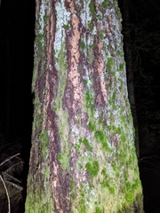 Pseudotsuga
