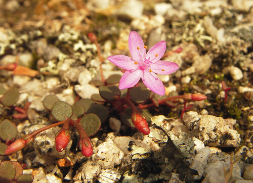 Heart-plant (Portulaca bicolor)