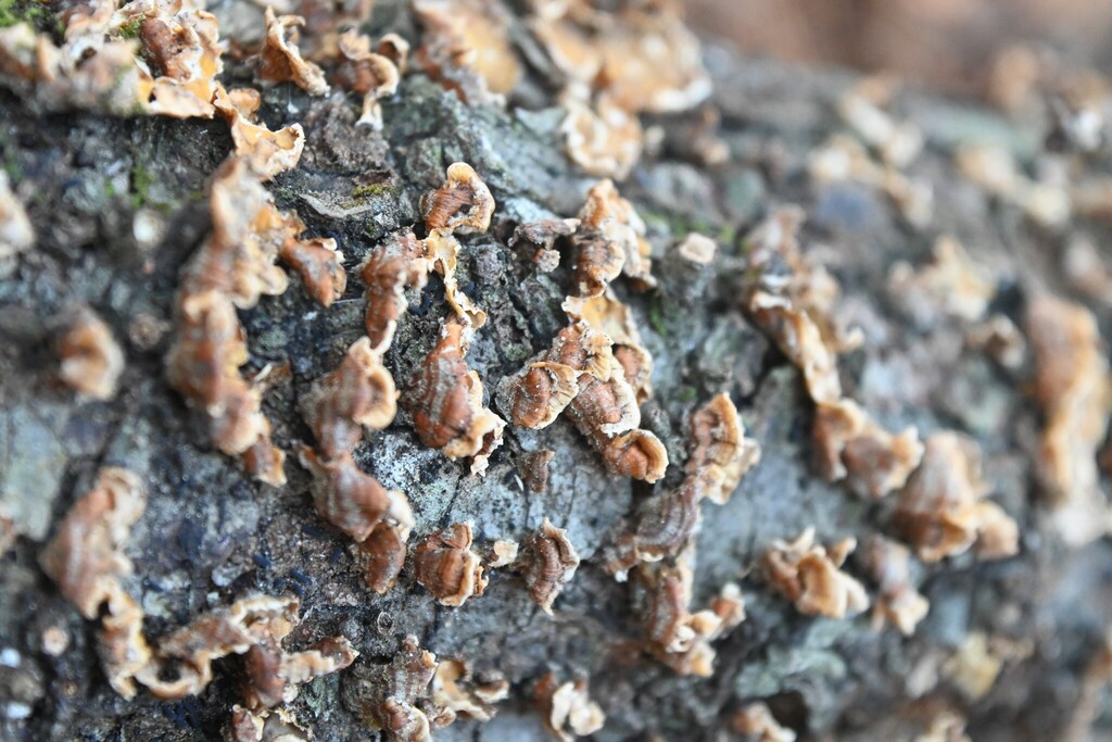 Stereum complicatum · February 2026 · photo: © merkertgrace (iNaturalist, cc-by)