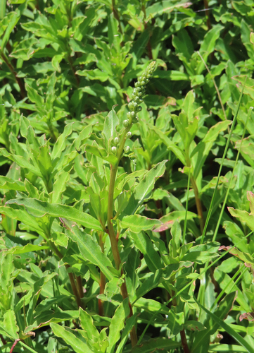 Lysimachia fortunei, photograph 4