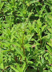Lysimachia fortunei, photograph (c) Lachlan Copeland, some rights reserved (CC BY-SA)