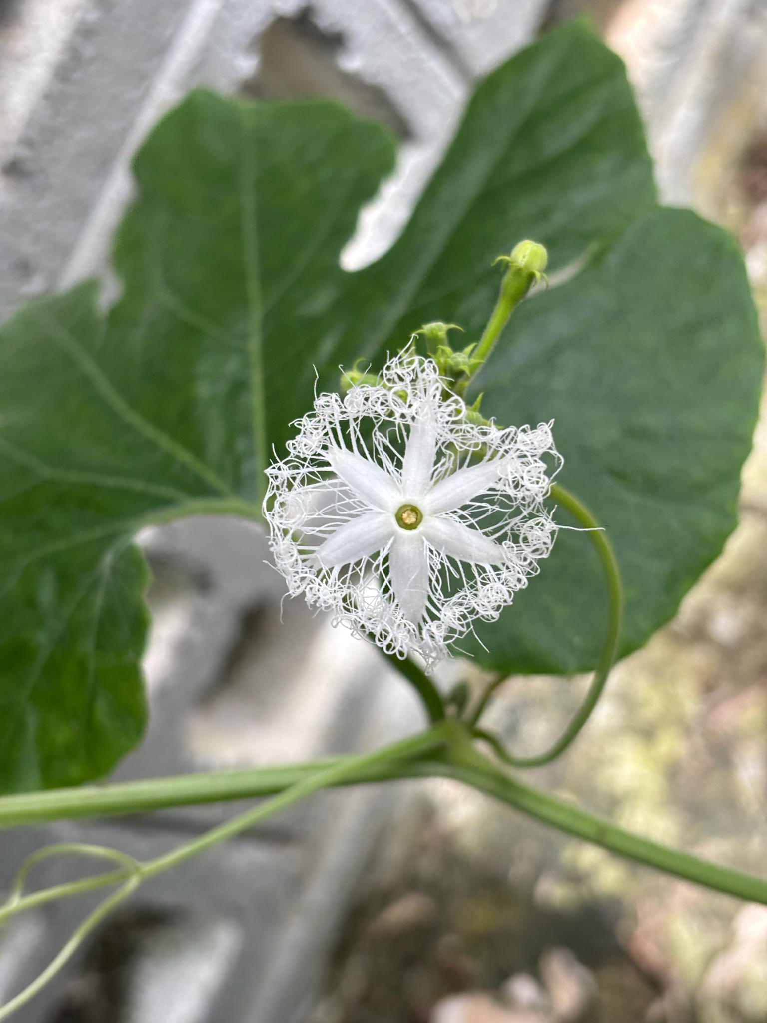 Snake Gourd (Trichosanthes cucumerina)