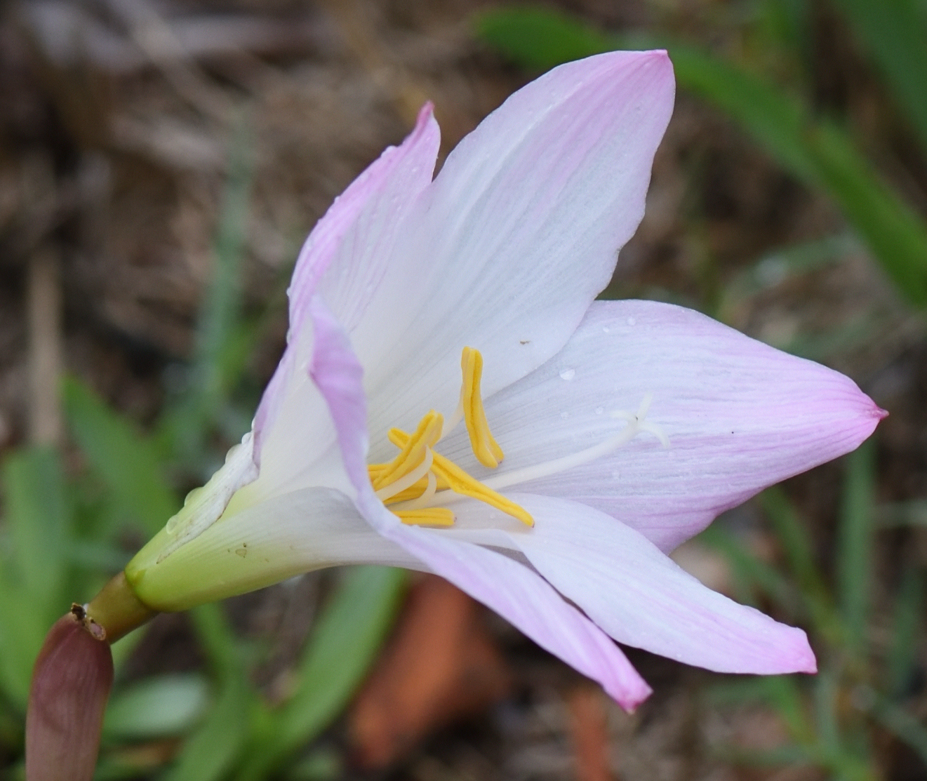 Brazilian Copperlily (Zephyranthes robusta)