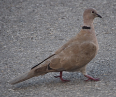 Streptopelia decaocto