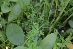 Galium brandegeei