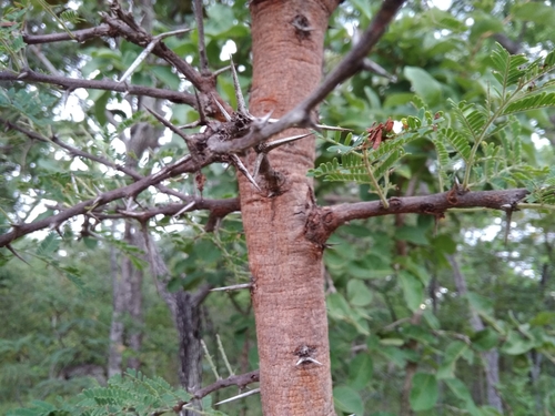 Sweet Thorn