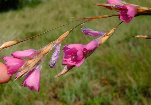 Dierama insigne