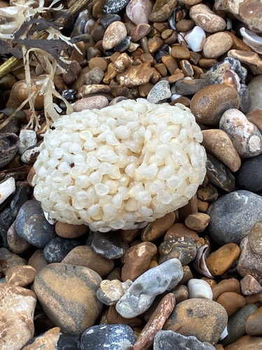Buccinum undatum