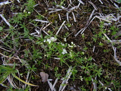 Galium brandegeei