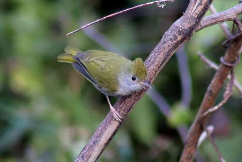 White-bellied Erpornis (Erpornis zantholeuca), photo 5