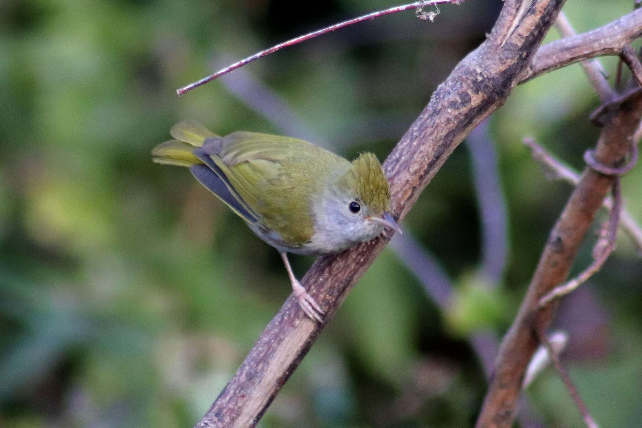 White-bellied Erpornis (Erpornis zantholeuca), photo 10