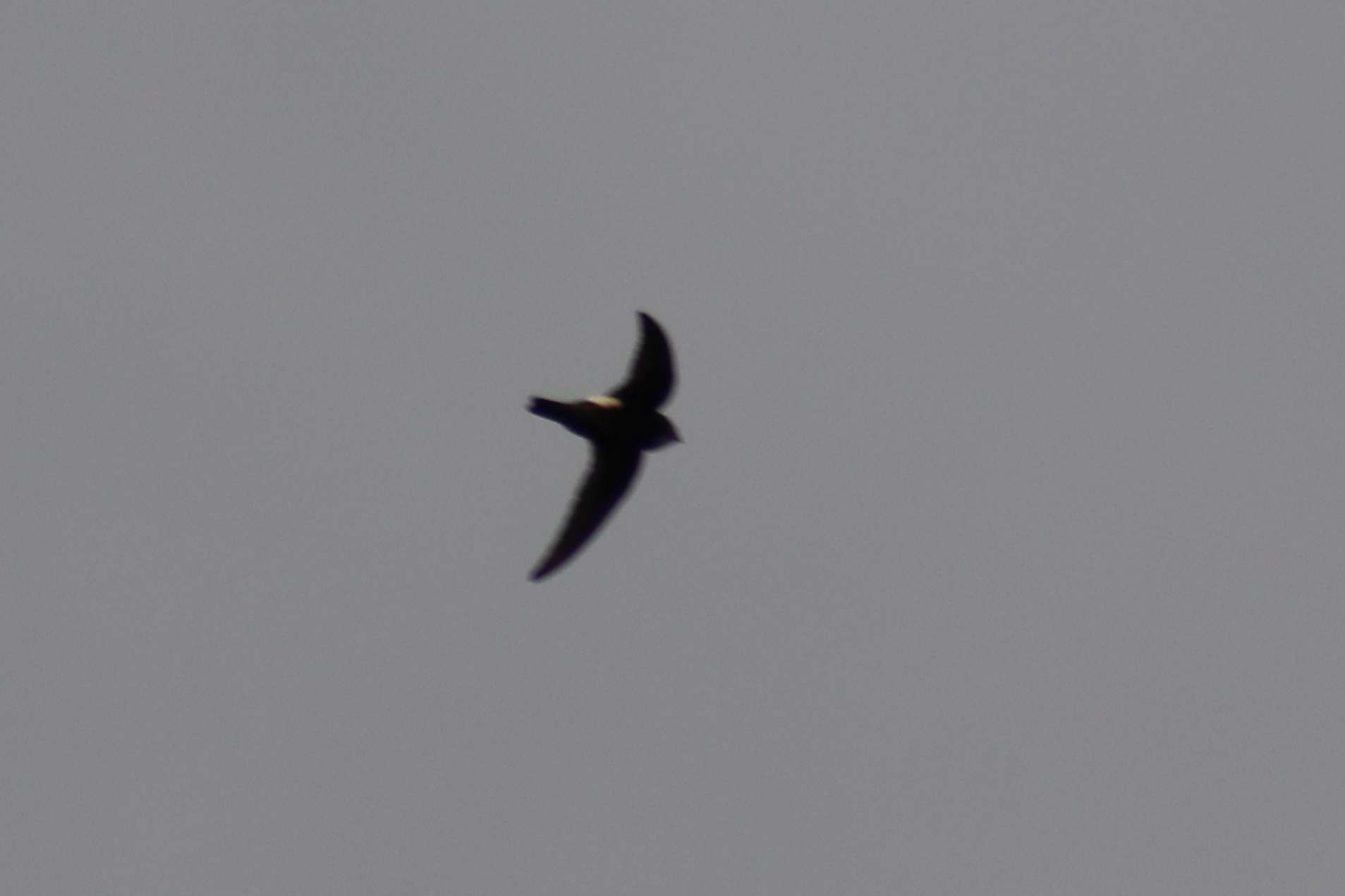 House Swift (Apus nipalensis), photo 2