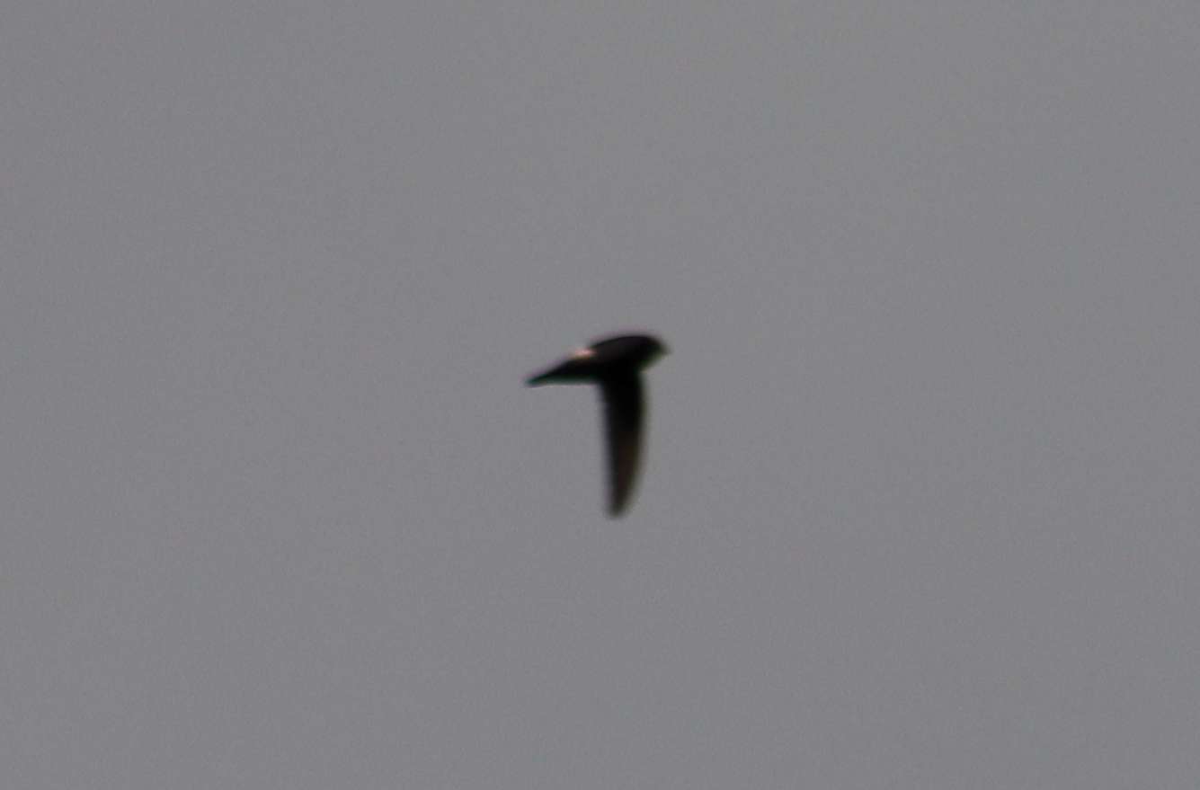 House Swift (Apus nipalensis), photo 3