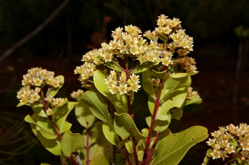 Cloezia floribunda observed 2025-12-31