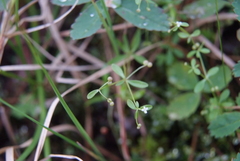 Galium brandegeei