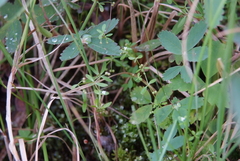 Galium brandegeei