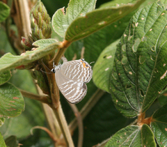 Jamides celeno aelianus