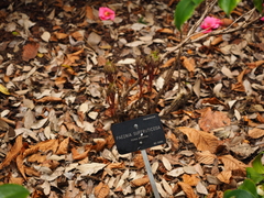 Paeonia × suffruticosa