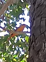 Piranga rubra