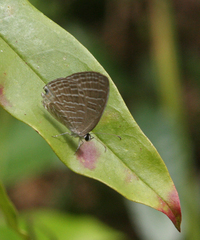 Jamides celeno aelianus