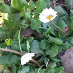 Bellis perennis