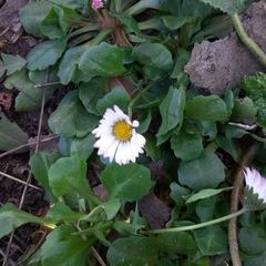 Bellis perennis