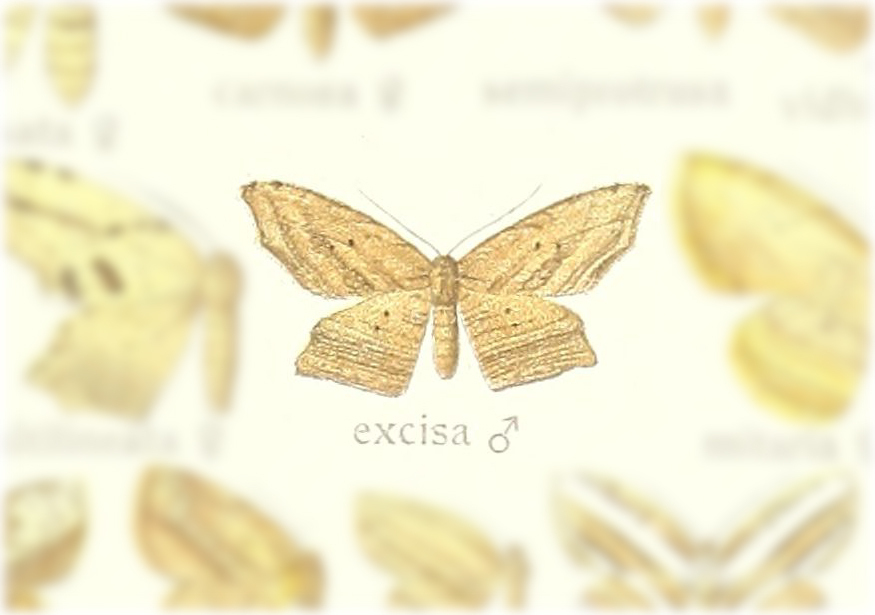 Phalacra excisa