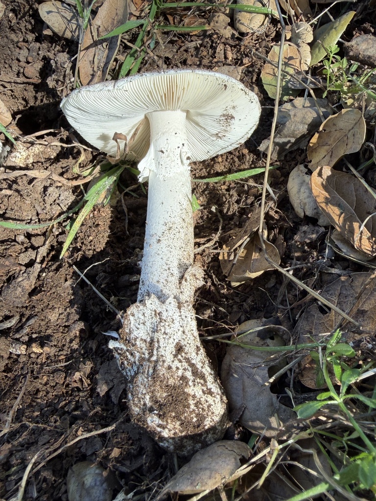 Amanita ocreata · February 2026 · photo: © irinamitine (iNaturalist, cc-by)