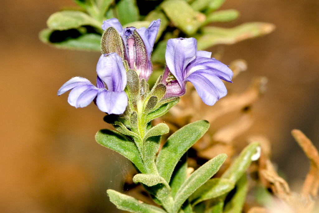 Goodenia xanthotricha