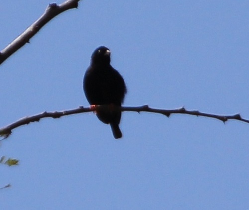 iNaturalist image