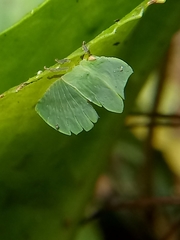 Cymbomorpha