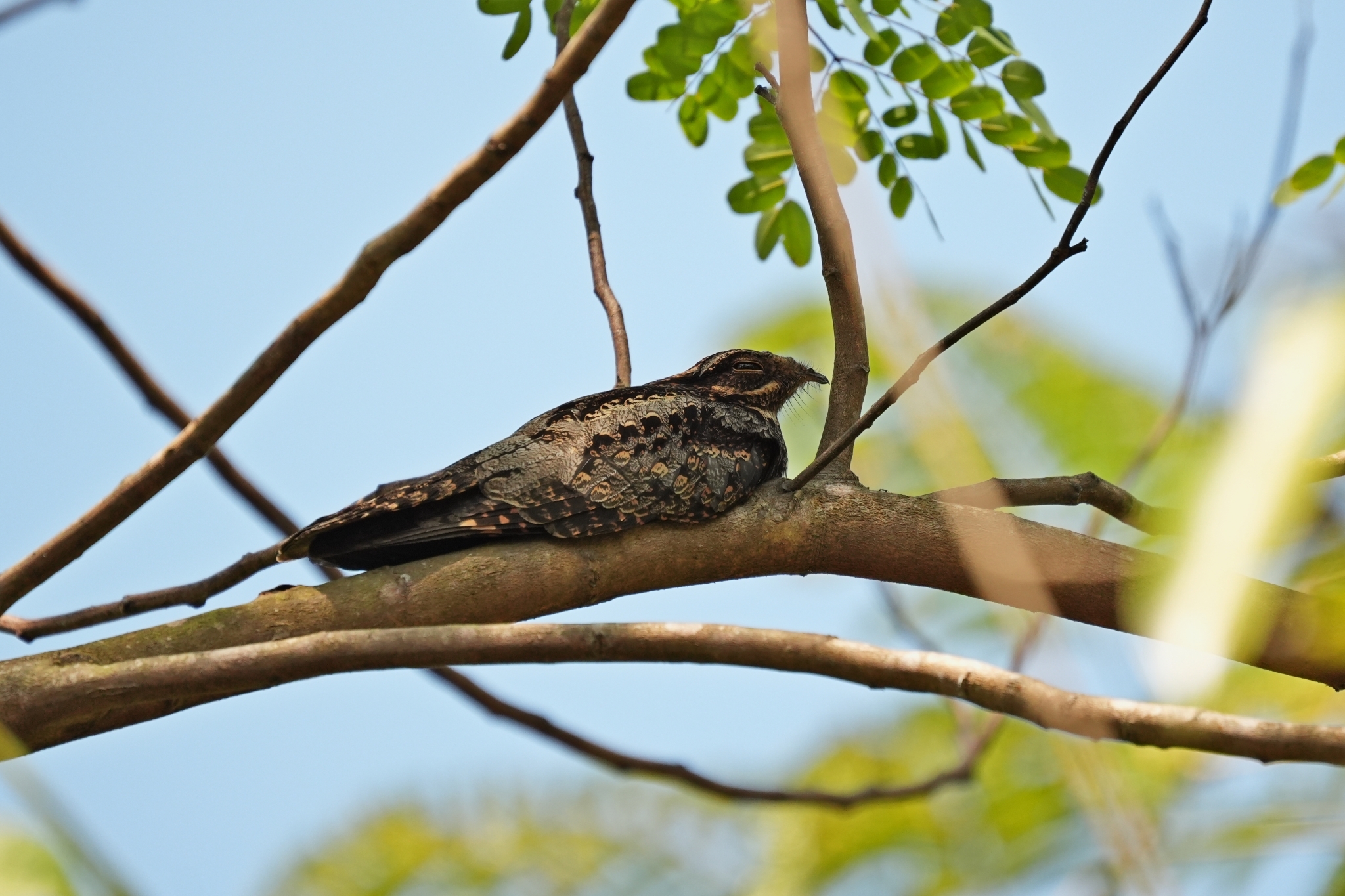Grey Nightjar (Caprimulgus jotaka), photo 2
