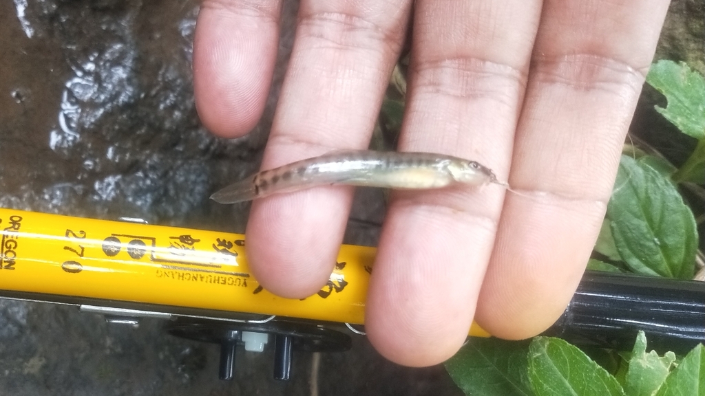 barred loach (Nemacheilus fasciatus)