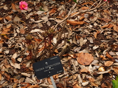 Paeonia × suffruticosa