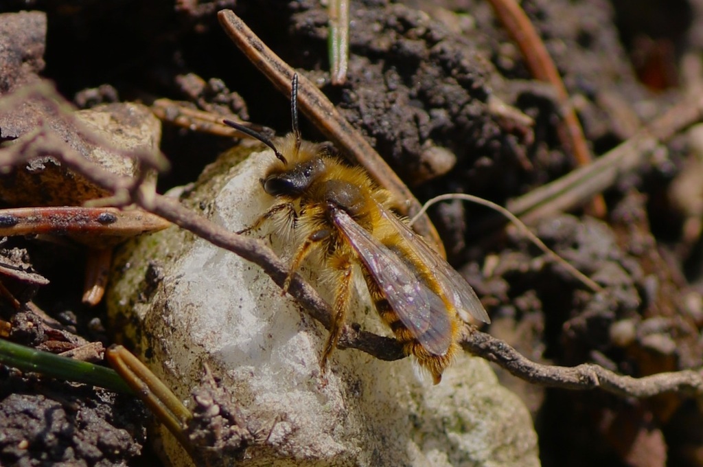 Andrena taraxaci