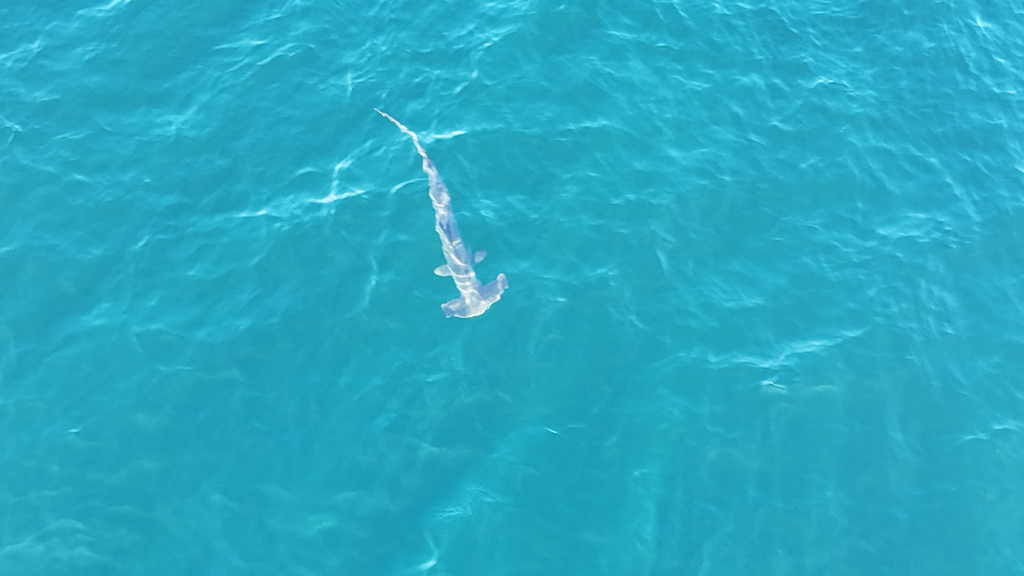 Smooth hammerhead seen from above in turquoise water off Mallacoota, Australia