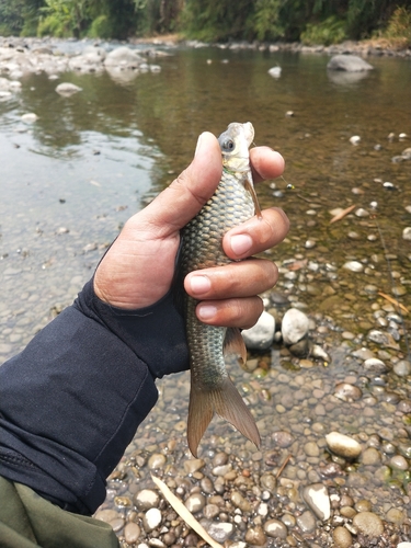 Roodvin-labeo (Labeo erythropterus) — Cyprinidae — 2