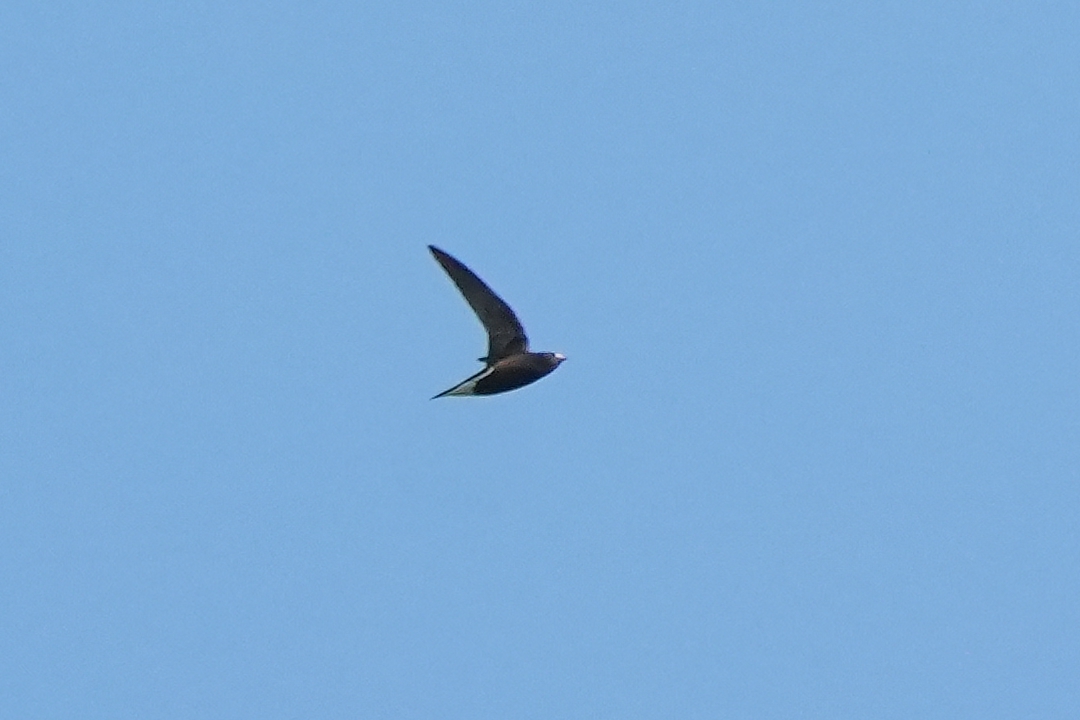 Brown-backed Needletail (Hirundapus giganteus), photo 2
