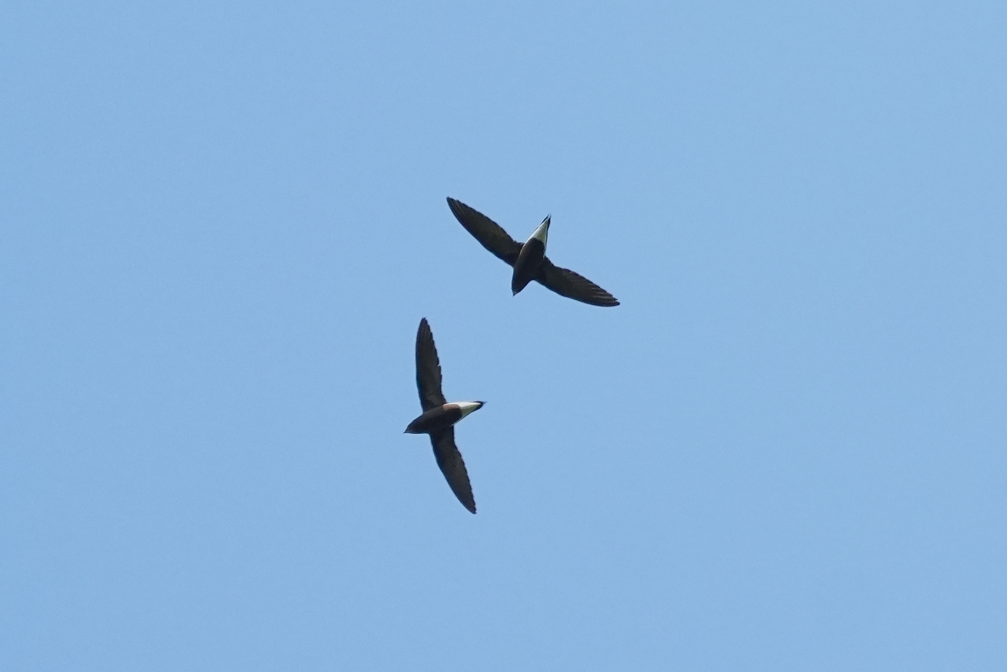 Brown-backed Needletail (Hirundapus giganteus), photo 3