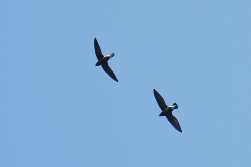Brown-backed Needletail (Hirundapus giganteus), photo 10