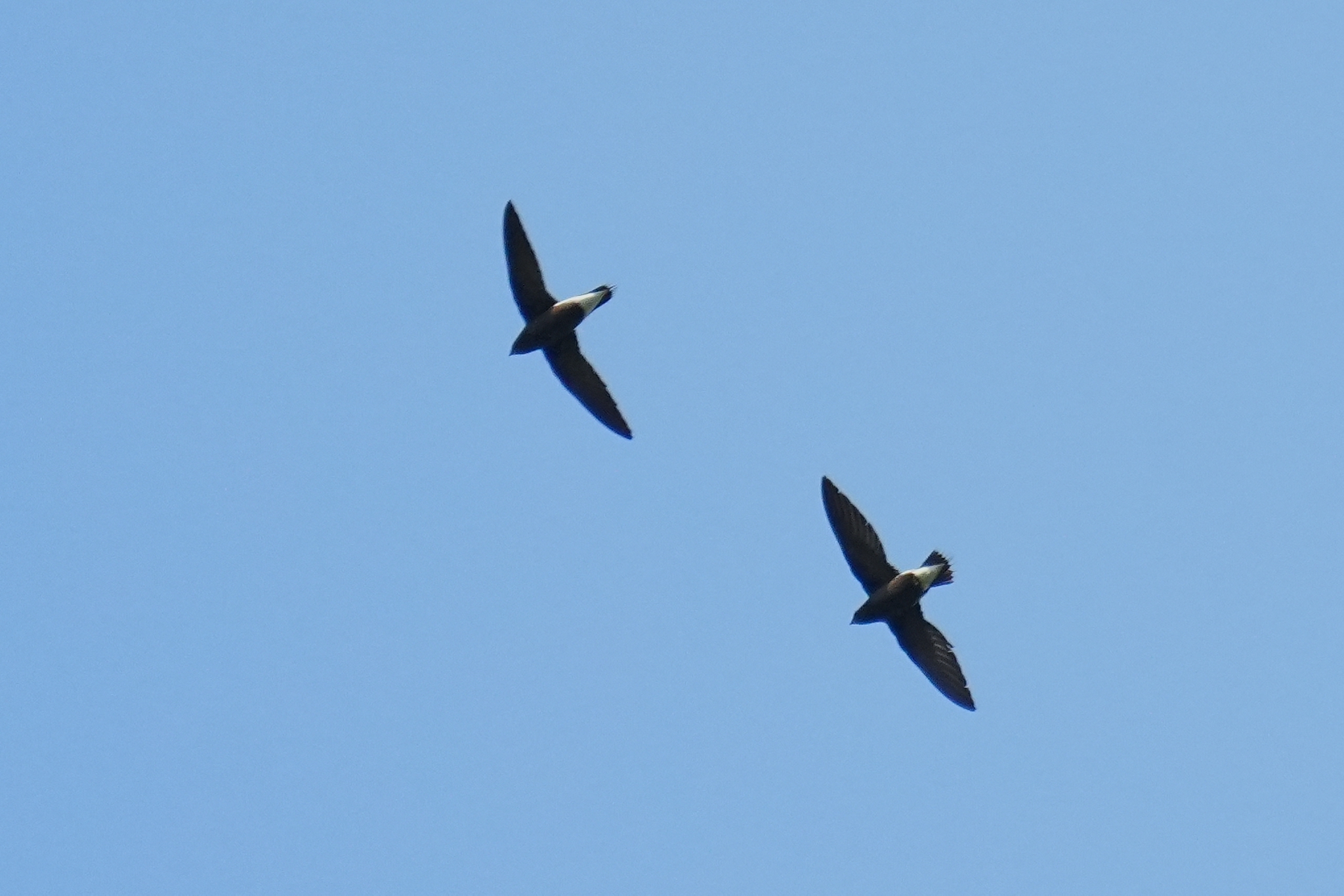 Brown-backed Needletail (Hirundapus giganteus), photo 4