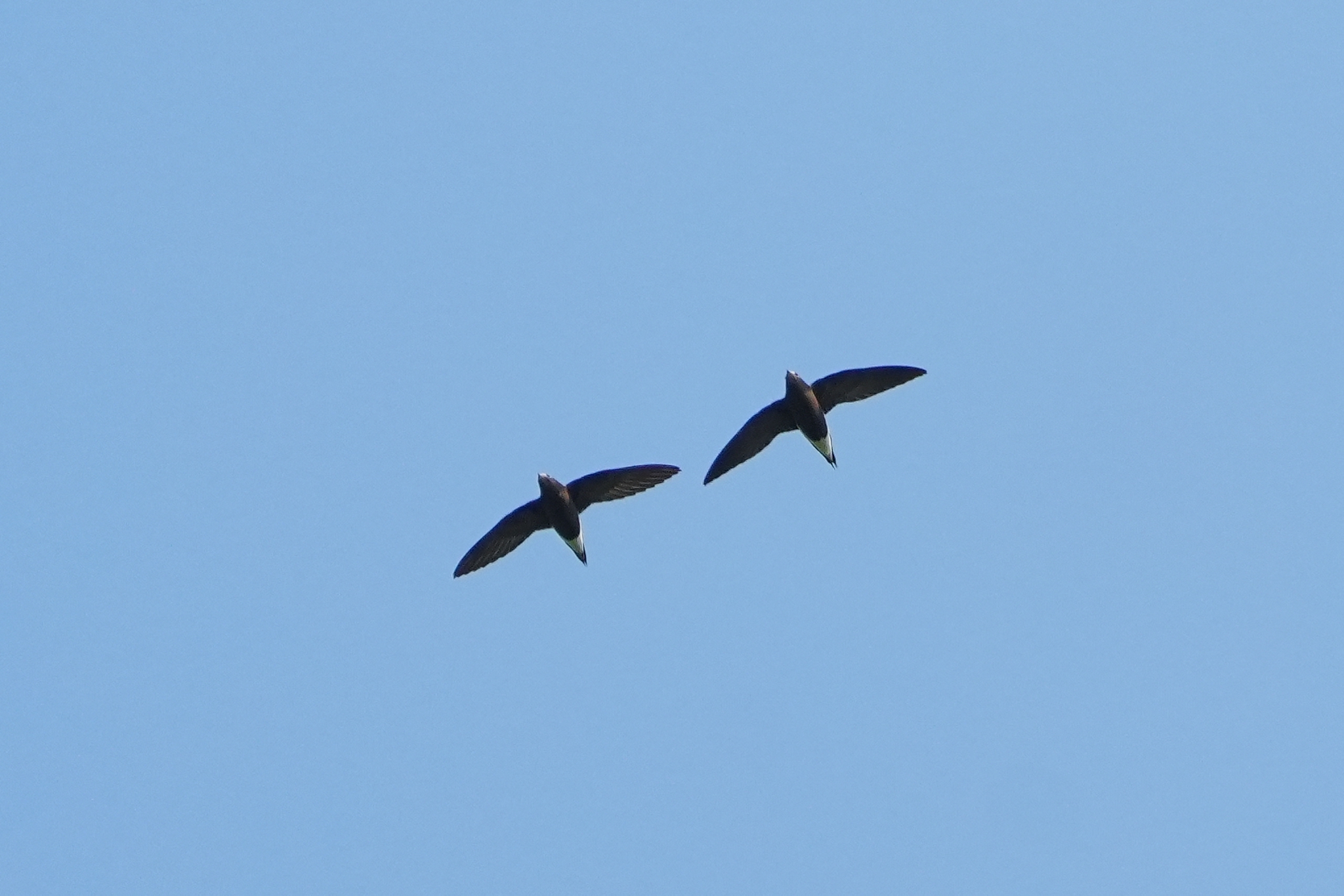 Brown-backed Needletail (Hirundapus giganteus), photo 5