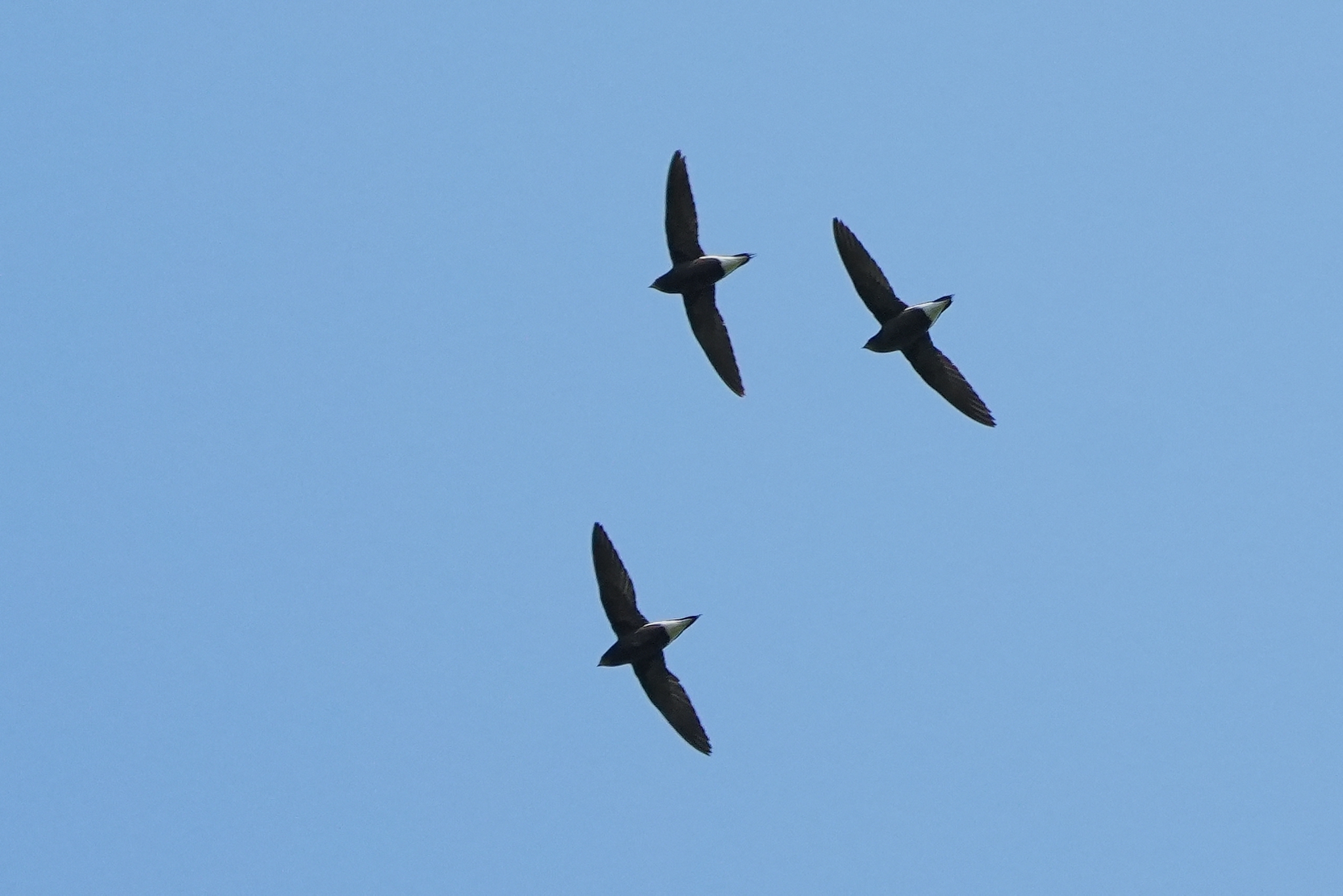 Brown-backed Needletail (Hirundapus giganteus), photo 6
