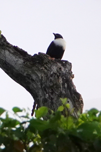 Streptocitta albicollis