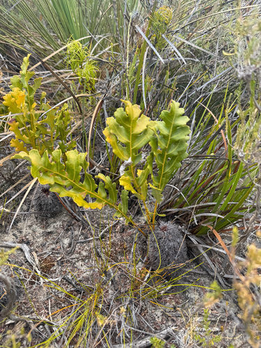 Creeping Banksia (Banksia repens)