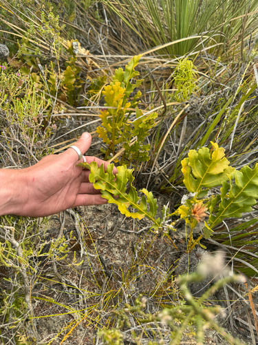 Banksia repens, photograph 5