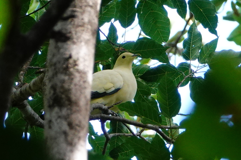 Silver-tipped Imperial Pigeon (Ducula luctuosa)